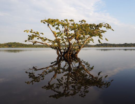 Découvrir l'Amazonie 4 jours en Equateur