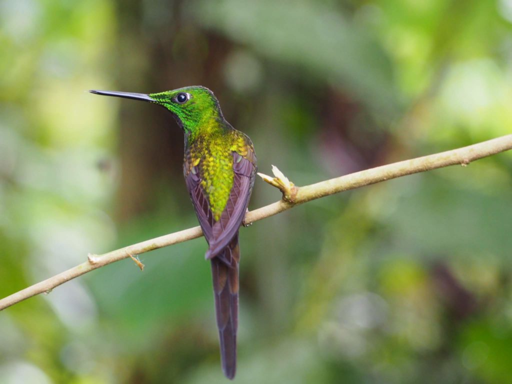 Colibri - Mindo - Equateur
